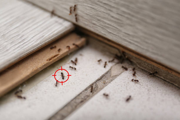 Best Spider Control Near Me  in Marionville, MO