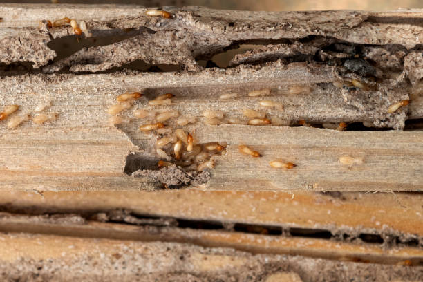 Pest Control Cost in Marionville, MO